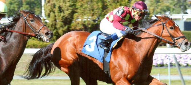 Ave’s Halo Runs 1st Place @ Belmont On 10/26/13