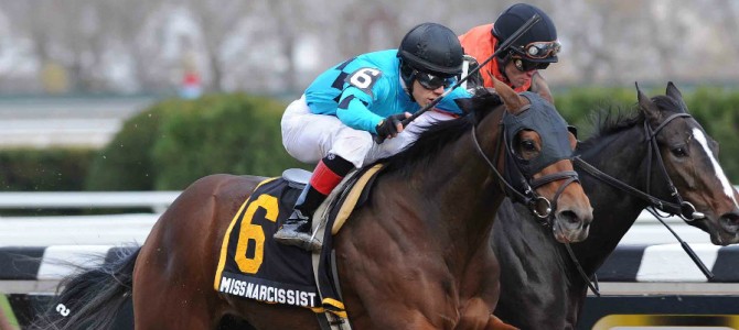 Miss Narcissist Runs 1st Place @ Aqueduct On 11/23/13