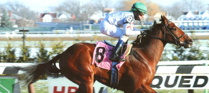 Shore Runner Runs 1st Place @ Aqueduct On 12/13/13