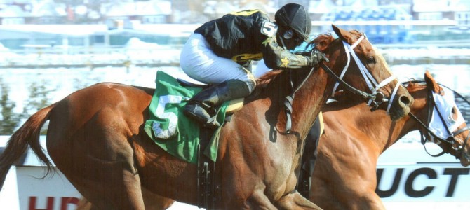 Bella The Bandit runs 1st Place @ Aqueduct On 2/10/14