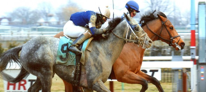 Frazil 1st Place @ Aqueduct On 1/18/14