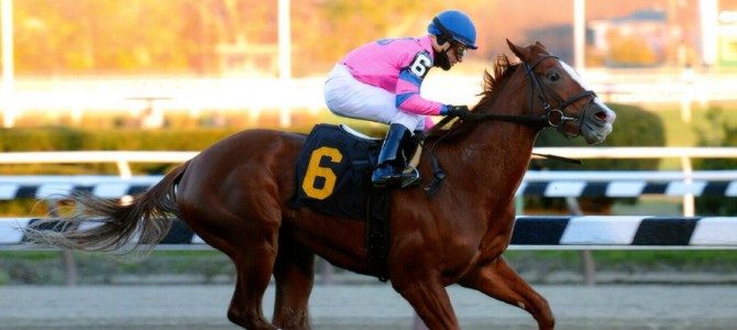 Hot City Girl runs 1st Place @ Aqueduct On 11/15/14