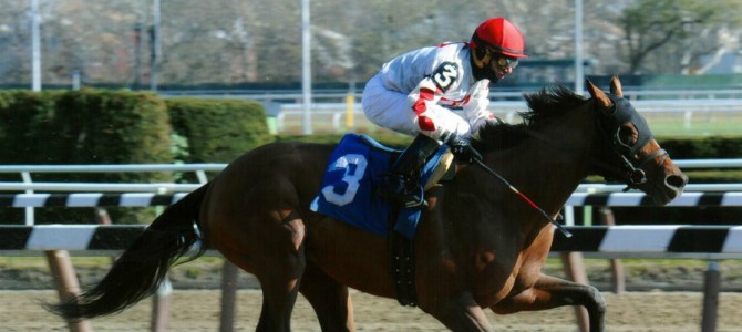 Mischievously runs 1st Place @ Aqueduct On 11/21/14