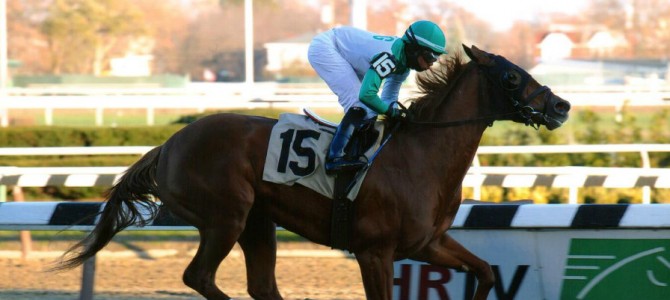 Touching My Toes runs 1st Place @ Aqueduct On 11/21/14