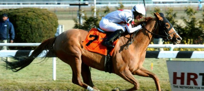 Flirtatious Spring runs 1st Place @ Aqueduct On 1/02/15