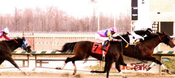 Jigsaw runs 1st Place @ Laurel Park On 1/15/15